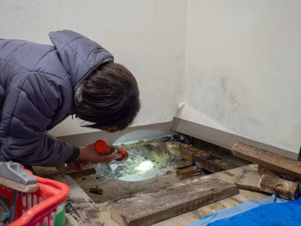 Best Basement Mold Removal  in Yoncalla, OR
