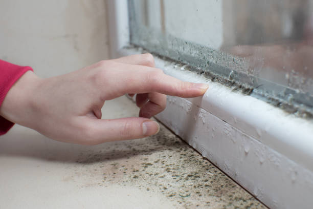 Best Post-Construction Mold Inspection  in Yoncalla, OR